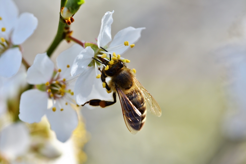 jardinerie-COLOMARS-min_bee-4092986